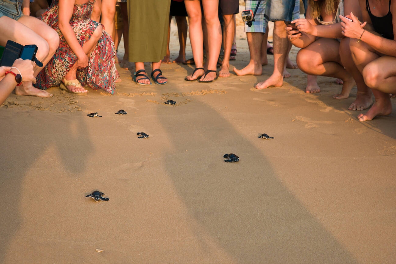 Turtle Point